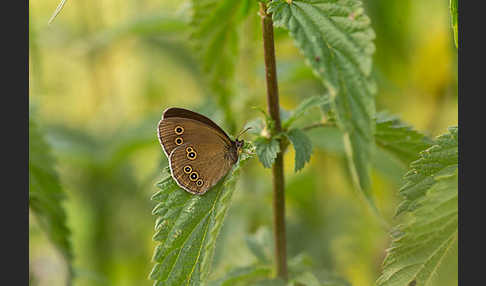 Schornsteinfeger (Aphantopus hyperantus)