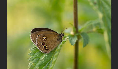 Schornsteinfeger (Aphantopus hyperantus)