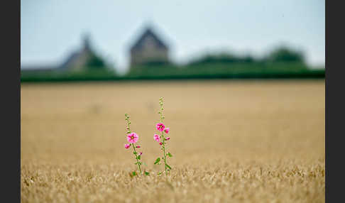 Stockrose (Alcea rosea)