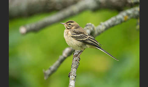 Wiesenschafstelze (Motacilla flava)