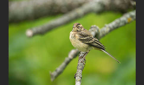 Wiesenschafstelze (Motacilla flava)