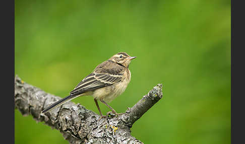 Wiesenschafstelze (Motacilla flava)