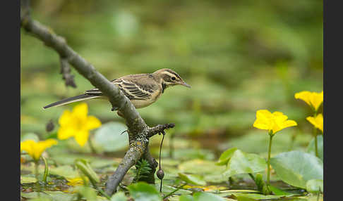 Wiesenschafstelze (Motacilla flava)