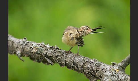 Wiesenschafstelze (Motacilla flava)