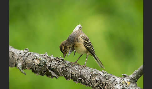 Wiesenschafstelze (Motacilla flava)