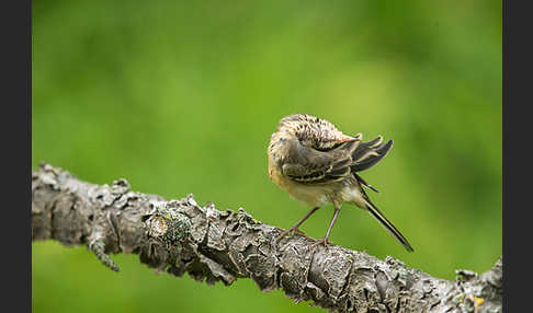 Wiesenschafstelze (Motacilla flava)