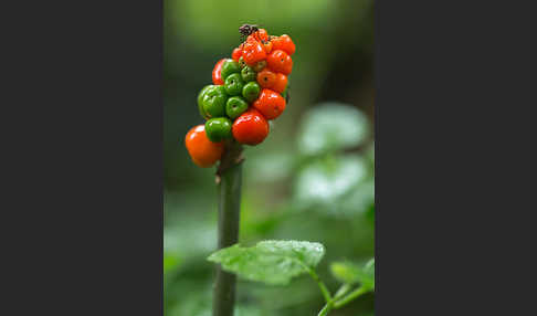 Gefleckter Aronstab (Arum maculatum)