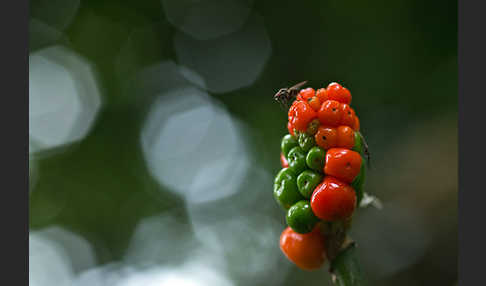 Gefleckter Aronstab (Arum maculatum)