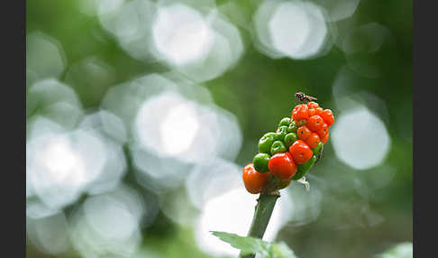 Gefleckter Aronstab (Arum maculatum)