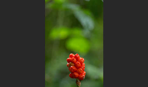 Gefleckter Aronstab (Arum maculatum)