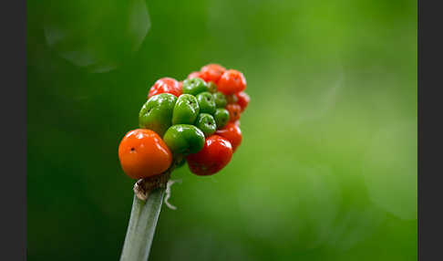 Gefleckter Aronstab (Arum maculatum)