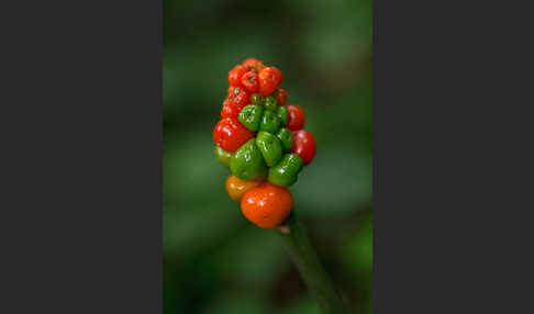 Gefleckter Aronstab (Arum maculatum)