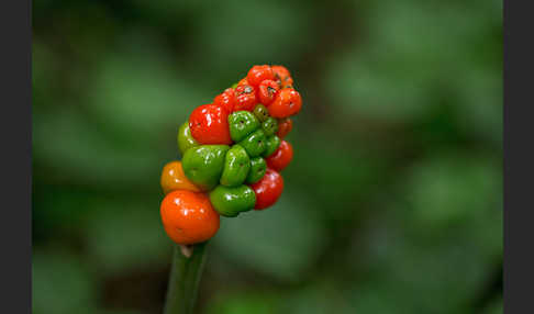 Gefleckter Aronstab (Arum maculatum)