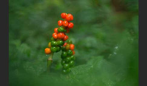 Gefleckter Aronstab (Arum maculatum)