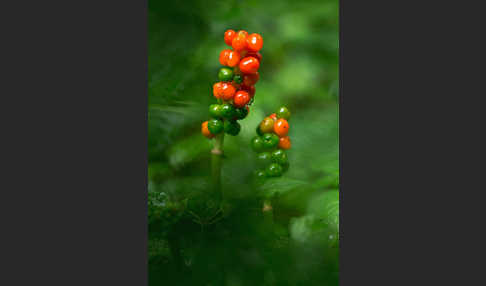 Gefleckter Aronstab (Arum maculatum)