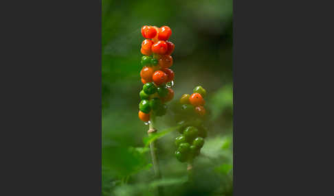 Gefleckter Aronstab (Arum maculatum)