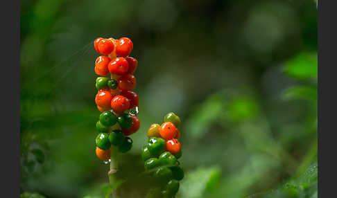 Gefleckter Aronstab (Arum maculatum)