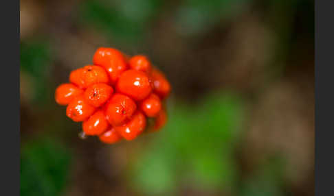 Gefleckter Aronstab (Arum maculatum)