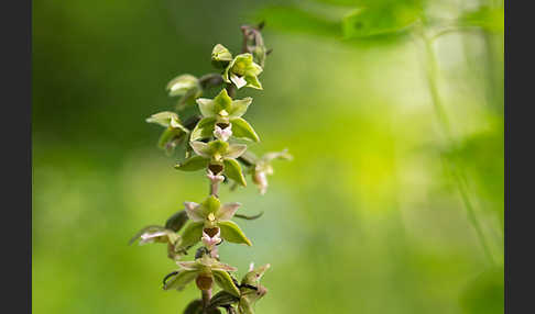 Violette Stendelwurz (Epipactis purpurata)