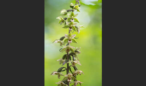 Violette Stendelwurz (Epipactis purpurata)