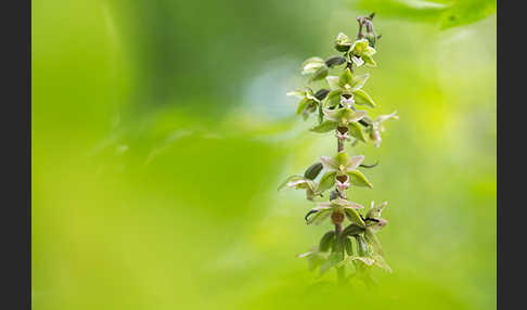 Violette Stendelwurz (Epipactis purpurata)