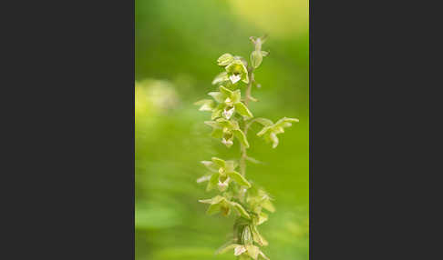 Violette Stendelwurz (Epipactis purpurata)