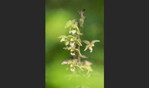 Violette Stendelwurz (Epipactis purpurata)