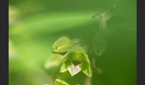 Violette Stendelwurz (Epipactis purpurata)