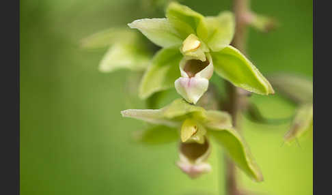 Violette Stendelwurz (Epipactis purpurata)