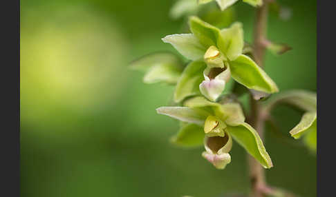 Violette Stendelwurz (Epipactis purpurata)