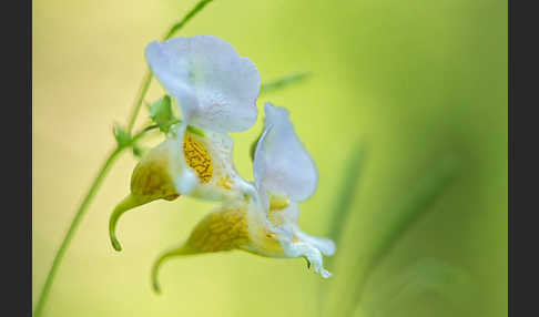 Buntes Springkraut (Impatiens edgeworthii)