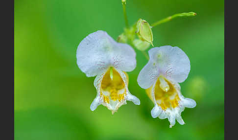 Buntes Springkraut (Impatiens edgeworthii)