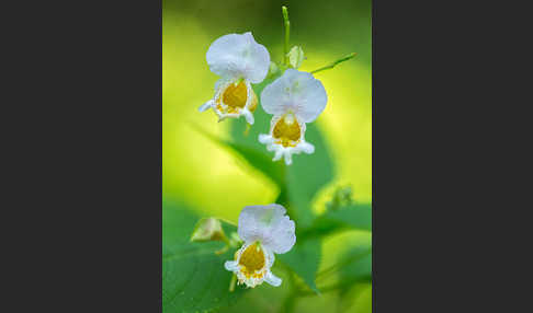 Buntes Springkraut (Impatiens edgeworthii)