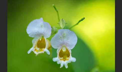 Buntes Springkraut (Impatiens edgeworthii)