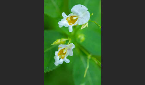 Buntes Springkraut (Impatiens edgeworthii)