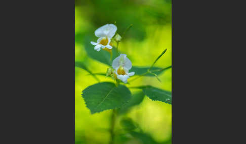 Buntes Springkraut (Impatiens edgeworthii)