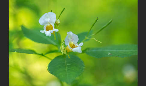 Buntes Springkraut (Impatiens edgeworthii)