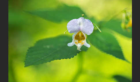 Buntes Springkraut (Impatiens edgeworthii)