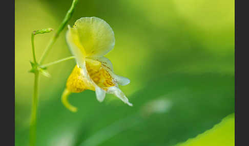 Buntes Springkraut (Impatiens edgeworthii)