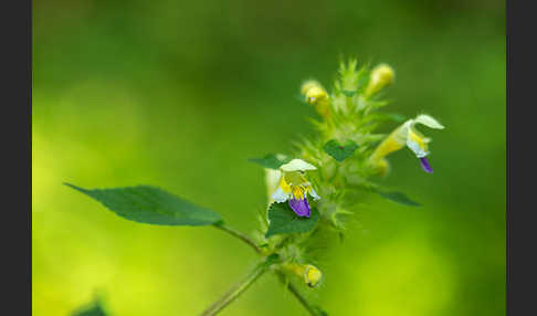 Bunter Hohlzahn (Galeopsis speciosa)