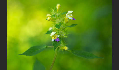 Bunter Hohlzahn (Galeopsis speciosa)