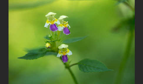 Bunter Hohlzahn (Galeopsis speciosa)