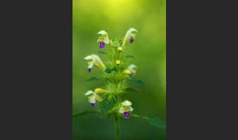 Bunter Hohlzahn (Galeopsis speciosa)