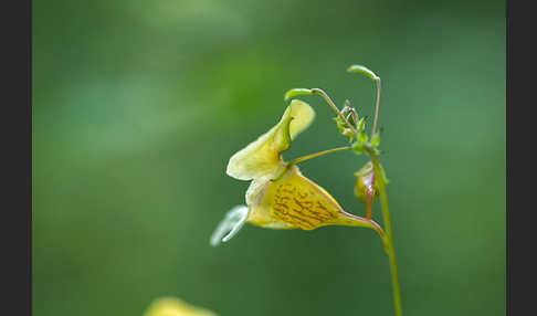 Buntes Springkraut (Impatiens edgeworthii)