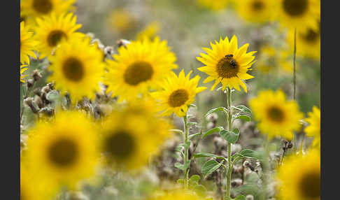 Gewöhnliche Sonnenblume (Helianthus annuus)