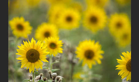 Gewöhnliche Sonnenblume (Helianthus annuus)