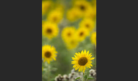 Gewöhnliche Sonnenblume (Helianthus annuus)