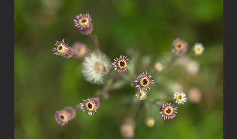 Scharfes Berufkraut (Erigeron acris)