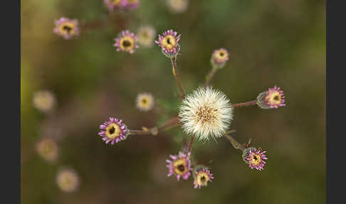 Scharfes Berufkraut (Erigeron acris)