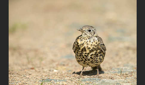 Misteldrossel (Turdus viscivorus)